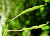 Corydalis turtschaninovii