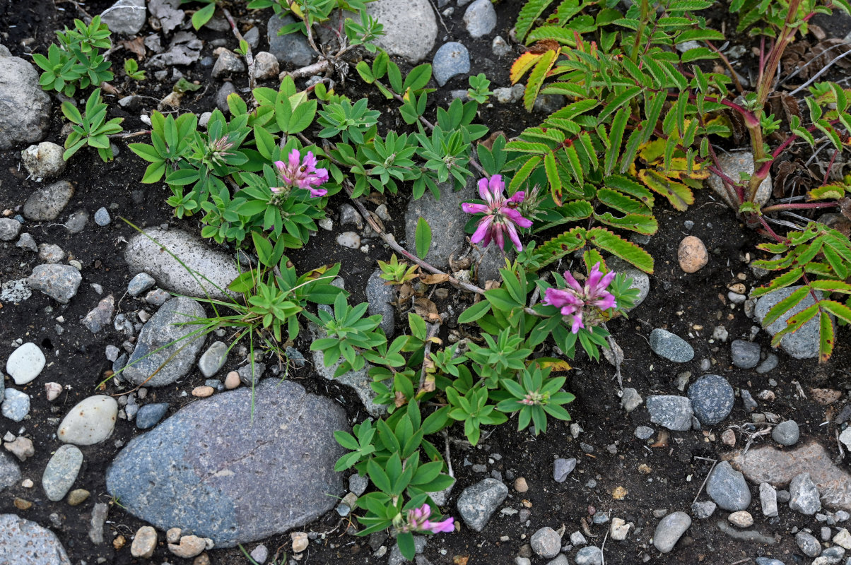 Image of Trifolium pacificum specimen.