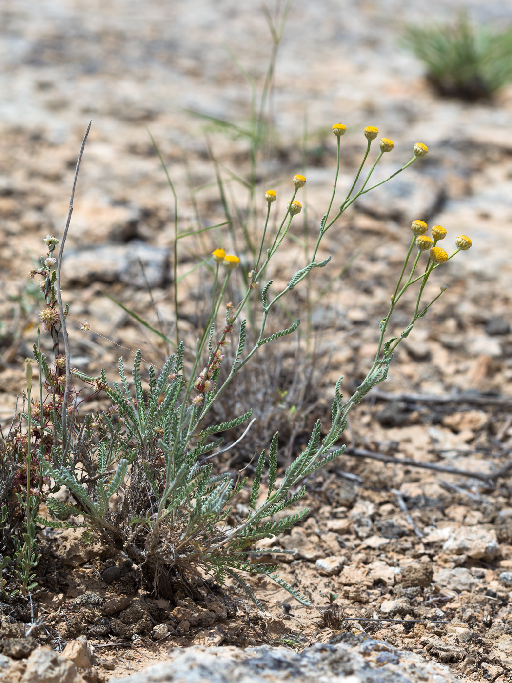 Image of Tanacetum santolina specimen.