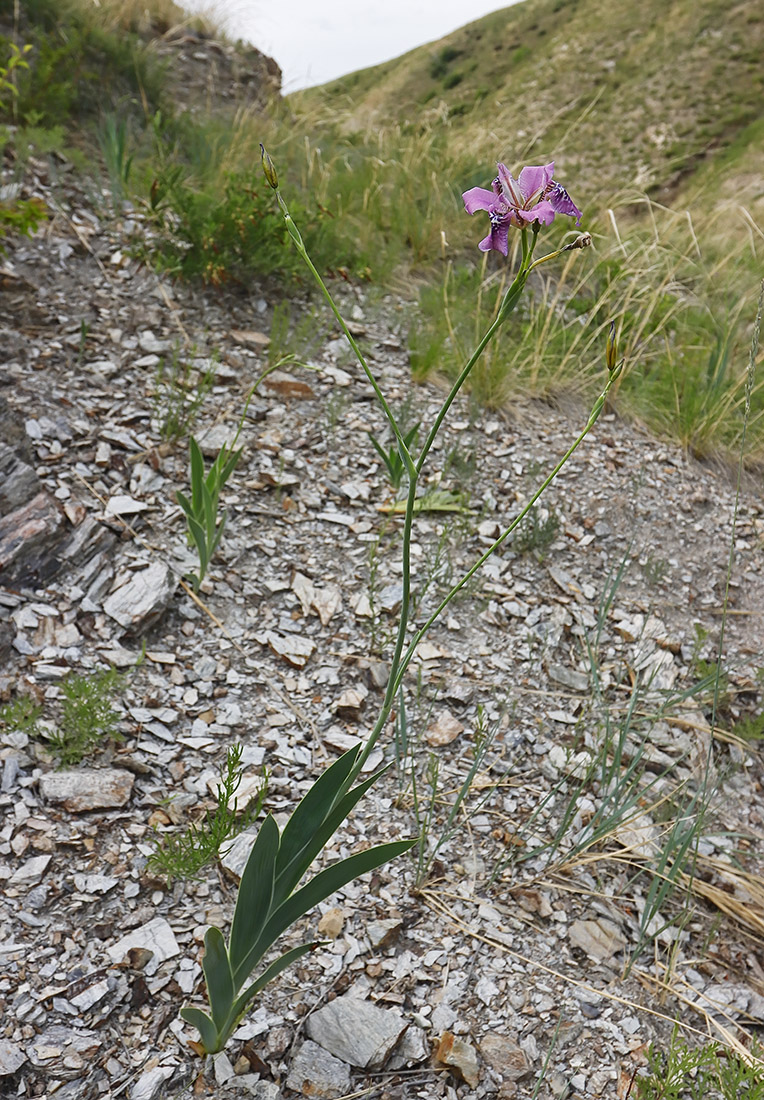 Изображение особи Pardanthopsis dichotoma.