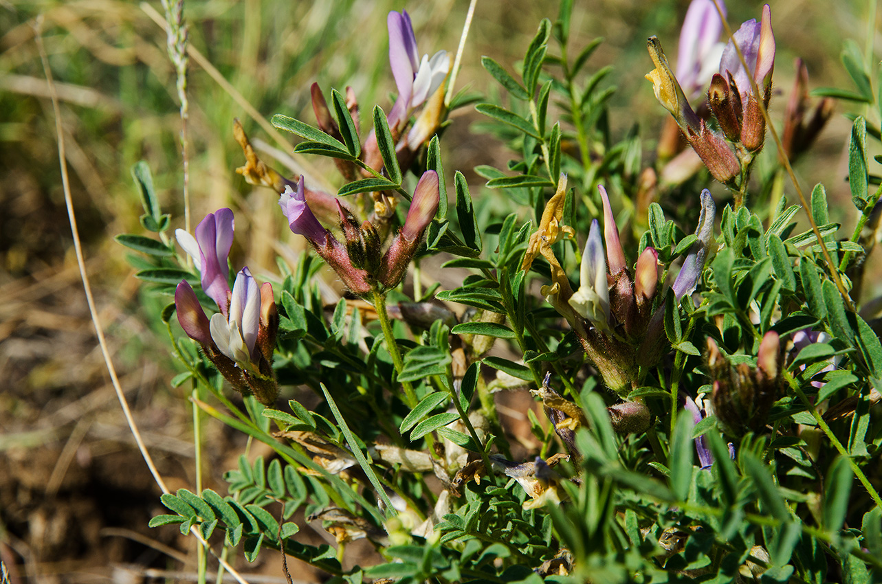 Изображение особи Astragalus tephrolobus.