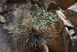 Euphorbia pachyrrhiza
