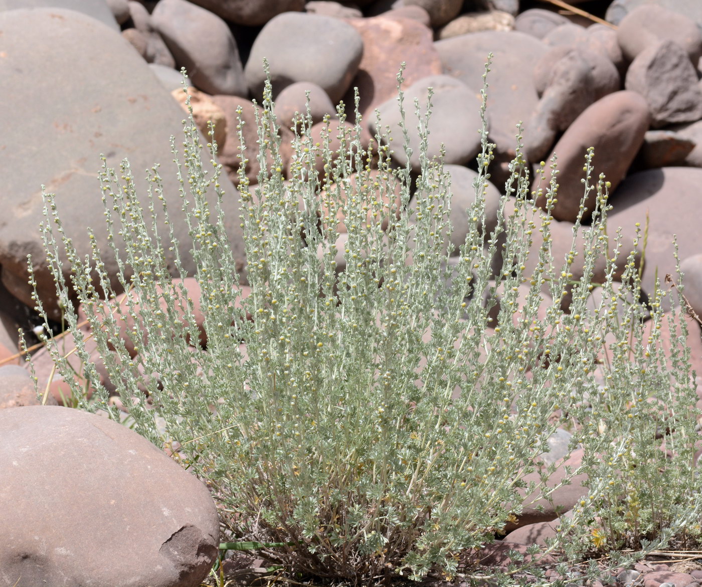 Image of Artemisia rutifolia specimen.