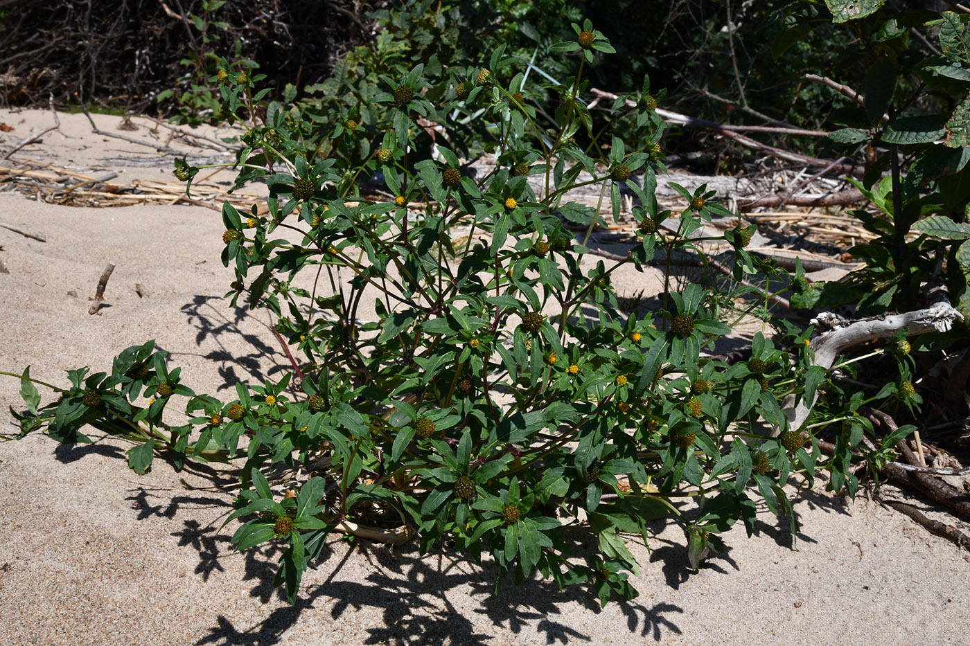 Image of Bidens tripartita specimen.