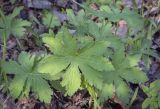 Geranium sylvaticum