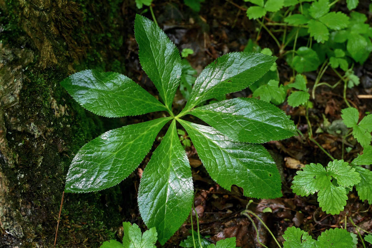 Изображение особи Helleborus caucasicus.