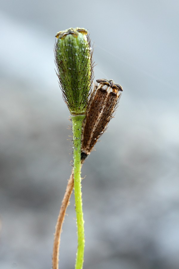 Image of Papaver lapponicum specimen.