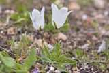 Campanula biebersteiniana