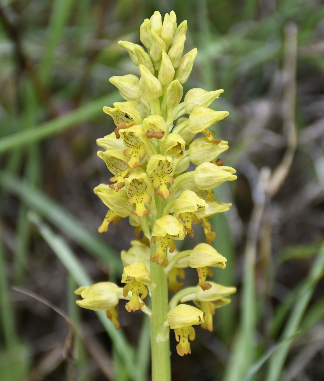 Изображение особи Orchis punctulata.