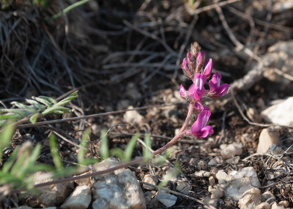 Image of Oxytropis floribunda specimen.