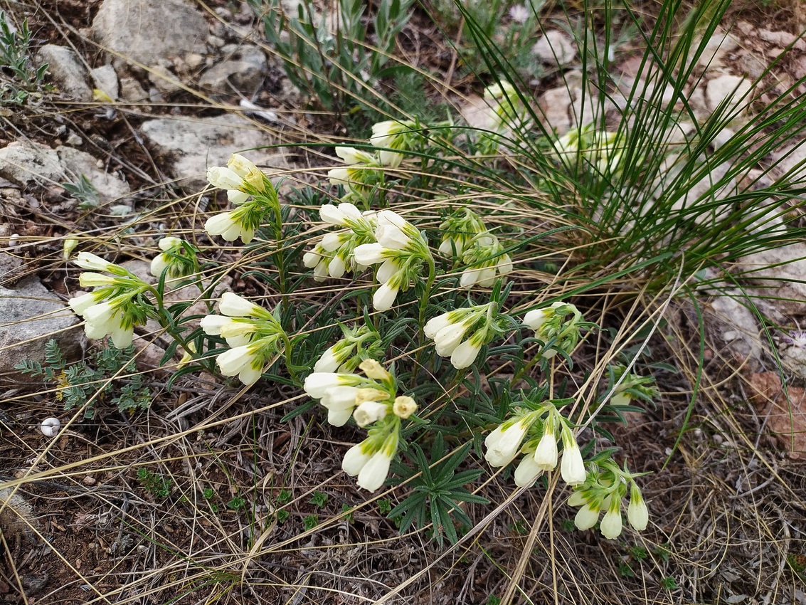 Изображение особи Onosma volgensis.