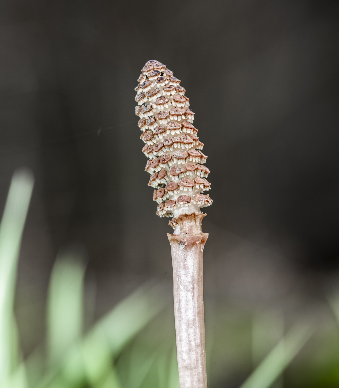 Image of Equisetum arvense specimen.