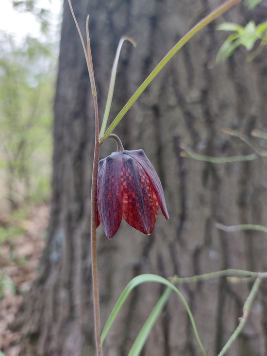 Изображение особи Fritillaria ruthenica.