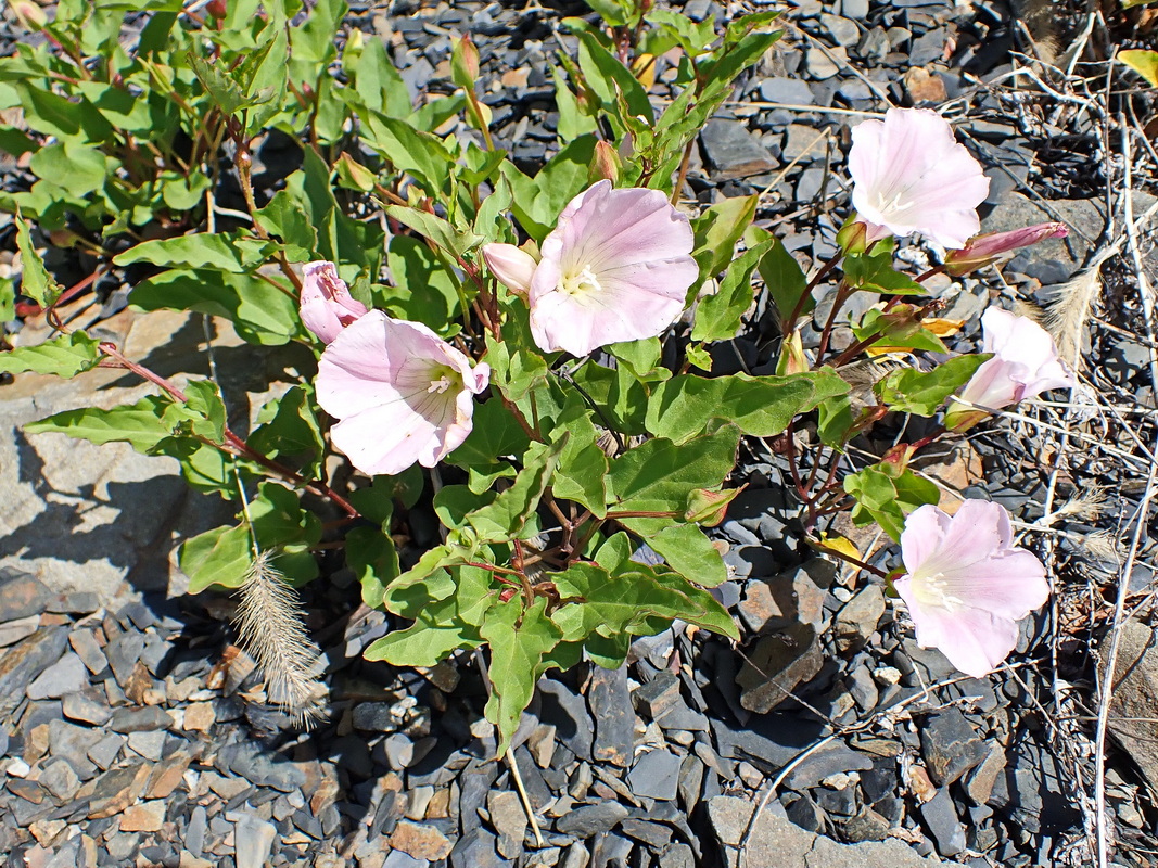 Image of Calystegia amurensis specimen.