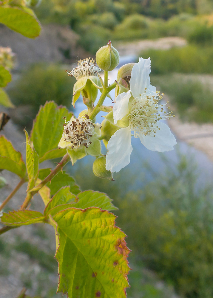 Изображение особи Rubus caesius.