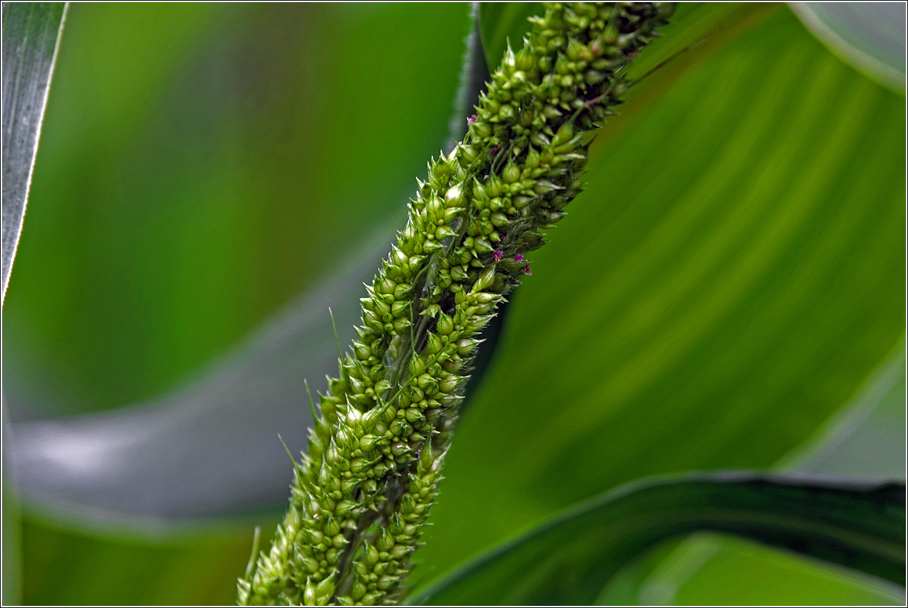 Изображение особи род Echinochloa.