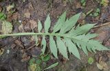 Cirsium oleraceum. Лист, вид на абаксиальную сторону. Московская обл., г. Подольск, пойма р. Петрица. 30.07.2024.