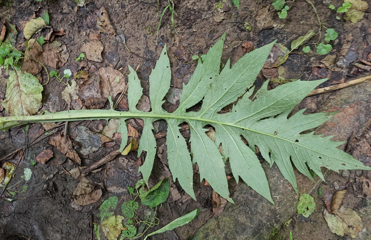 Image of Cirsium oleraceum specimen.