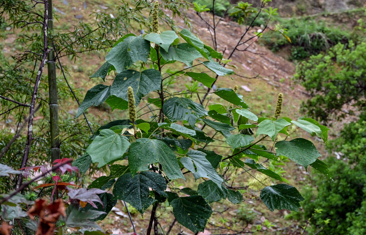 Изображение особи Mallotus nepalensis.