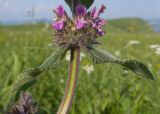 Stachys balansae. Часть соцветия с присоцветными листьями и верхушка побега. Карачаево-Черкесия, Зеленчукский р-н, гора Джисса, ≈ 1500 м н.у.м., субальпийский луг. 14.06.2024.