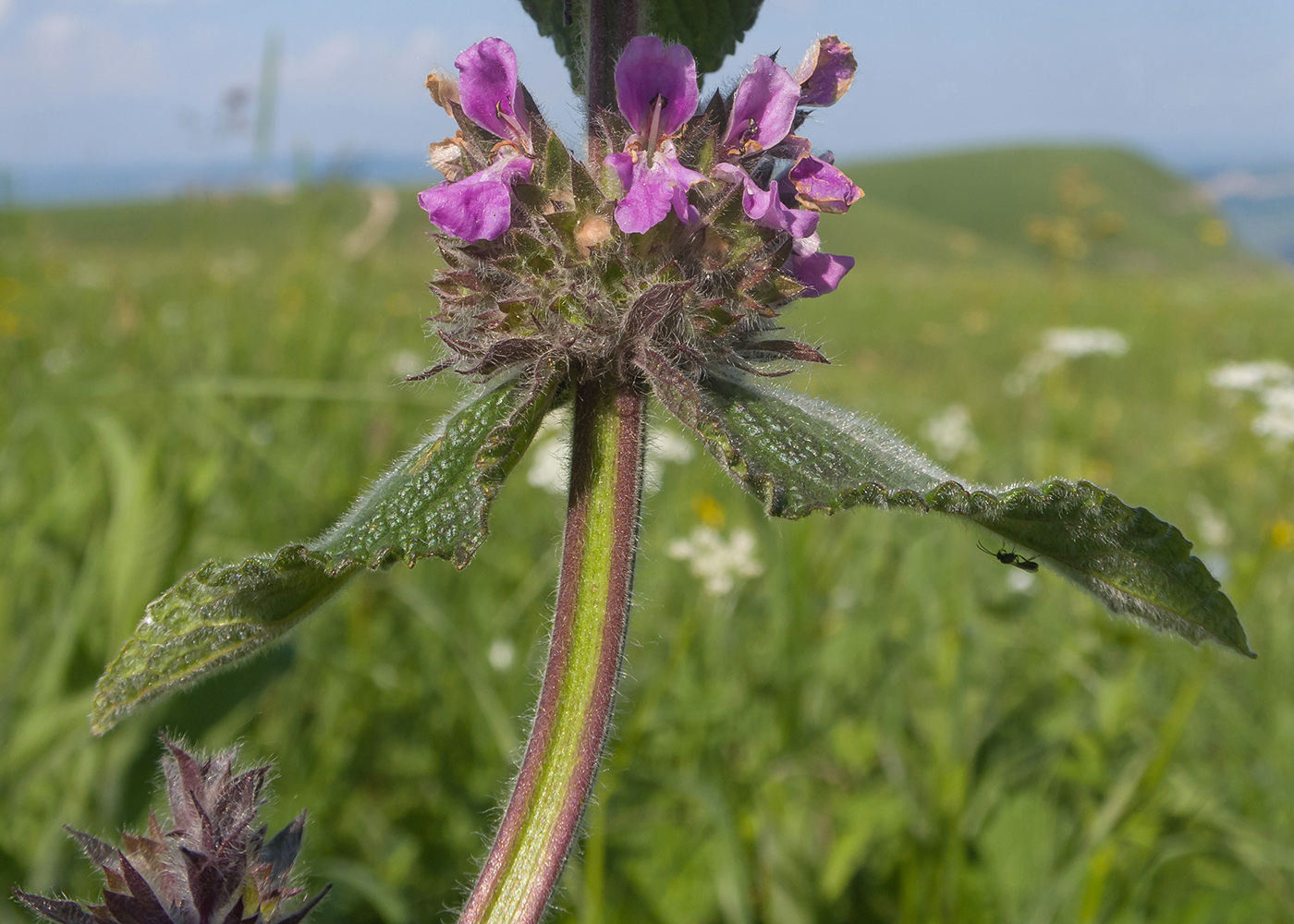 Изображение особи Stachys balansae.