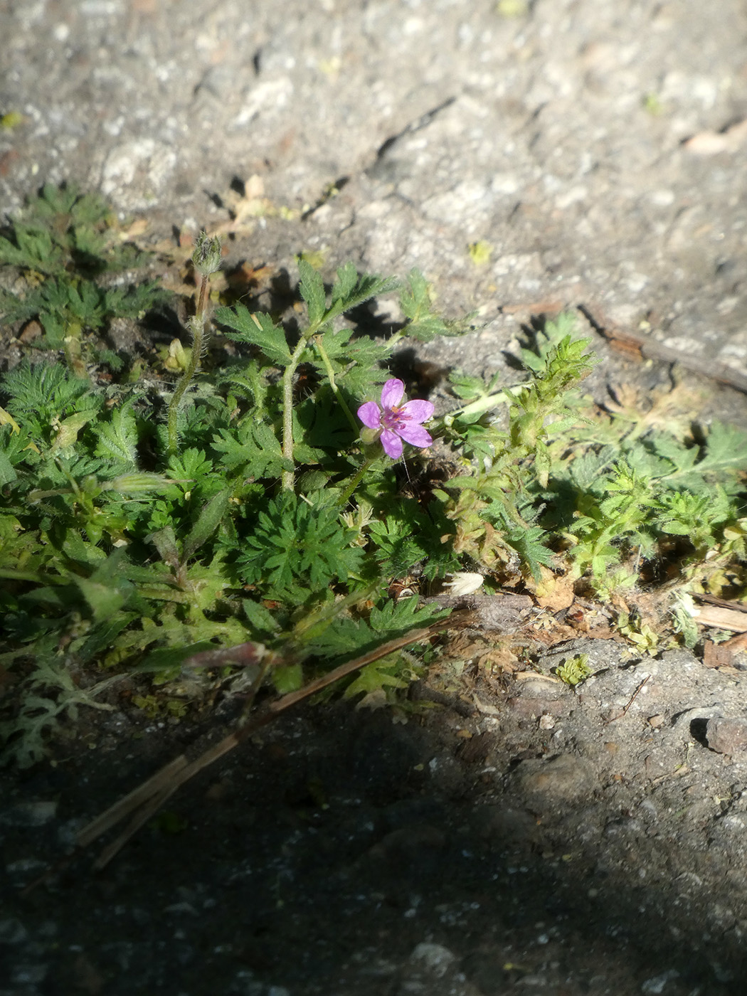 Изображение особи Erodium cicutarium.