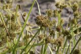 Cyperus difformis. Верхушки побегов с соплодиями. Испания, автономное сообщество Каталония, провинция Жирона, комарка Баш Эмпорда, муниципалитет Тороэлья-де-Монгри, дельта р. Тер, заливное поле, сорное в посевах Oryza sativa. 21.10.2024.