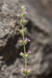 Micromeria myrtifolia