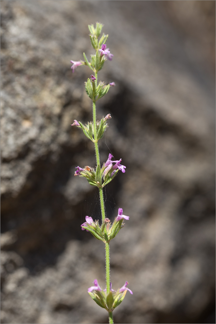 Image of Micromeria myrtifolia specimen.