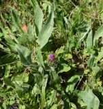 Centaurea willdenowii. Растение с развивающимся соцветием. Чечня, Шаройский р-н, окр. пер. Цумандинский, южный борт перевала, выс. ок. 2400 м н.у.м., луг. 25 июня 2024 г.