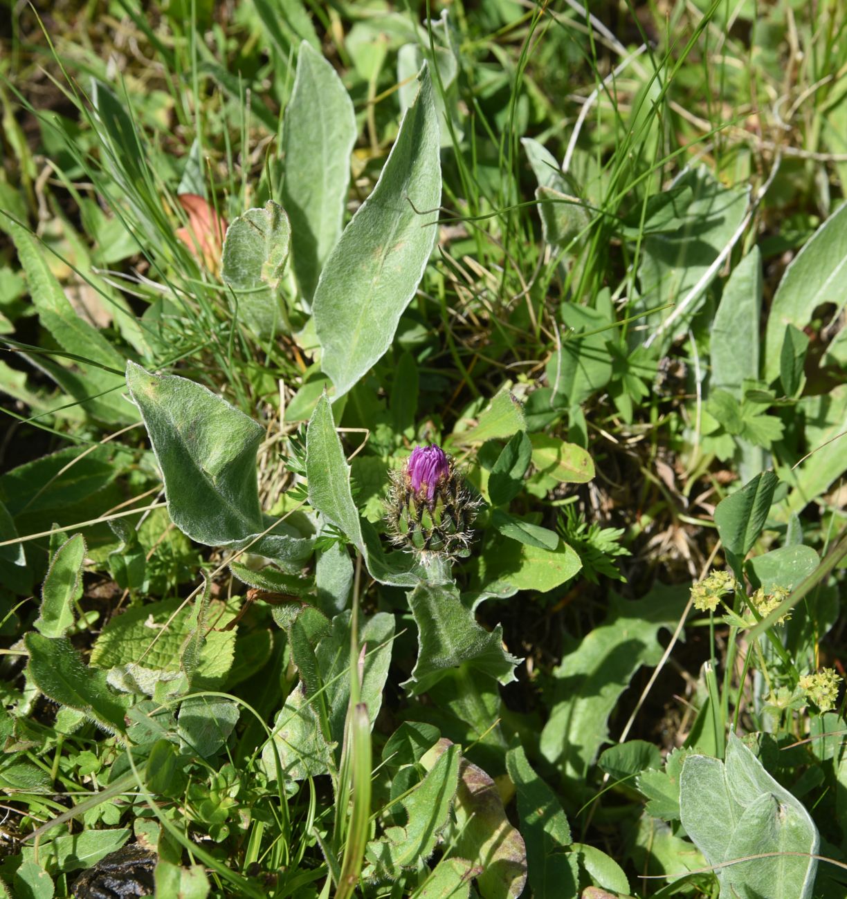 Image of Centaurea willdenowii specimen.