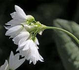 Allium zebdanense