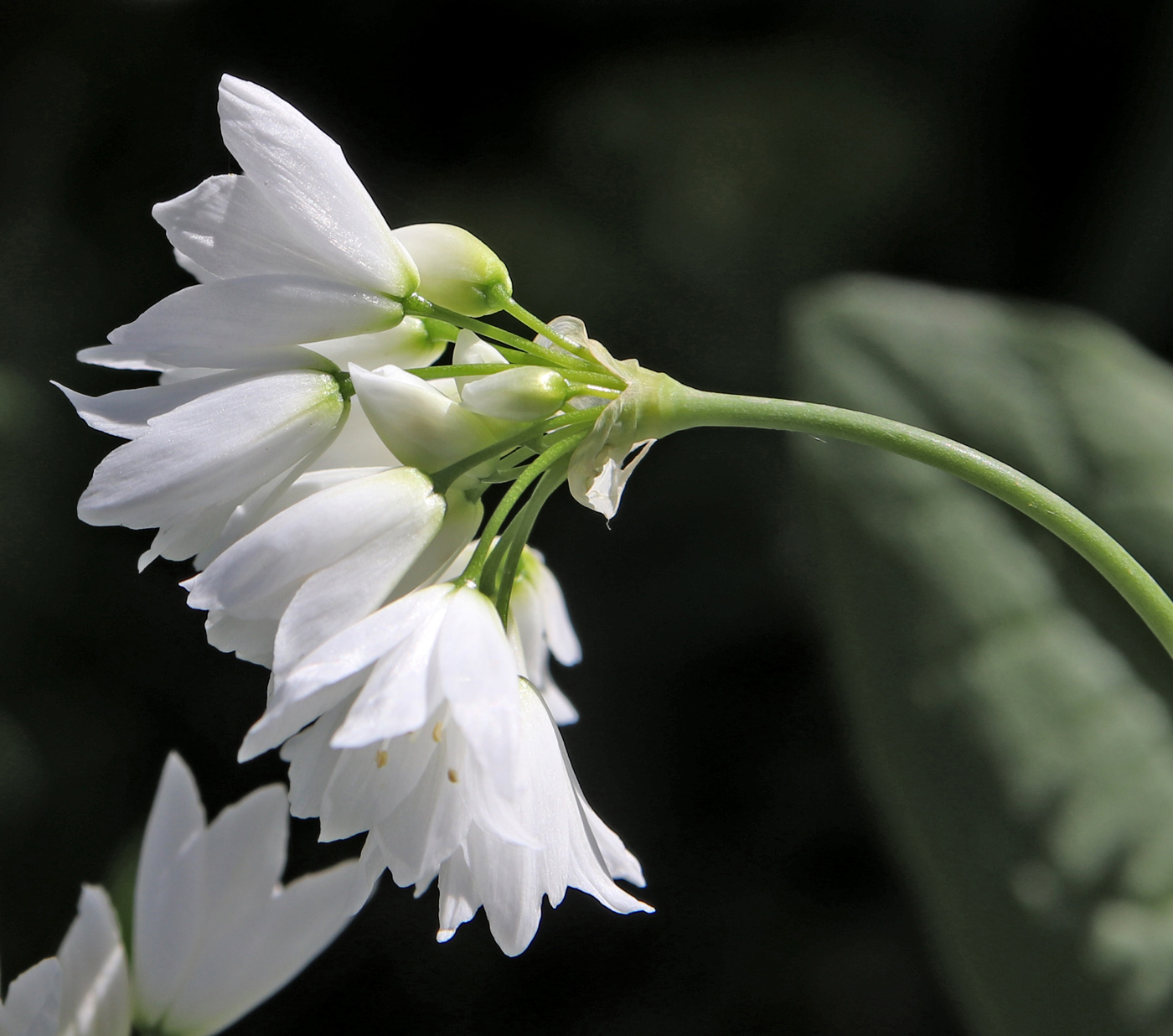 Image of Allium zebdanense specimen.