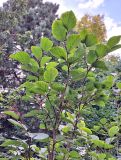 Fothergilla major. Верхняя часть кроны. Санкт-Петербург, ботанический сад БИН РАН. 24.09.2024.