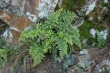 Asplenium billotii. Растения в трещине скалы. Крым, Южный Берег, гора Аюдаг, восточный склон. 02.01.2025.