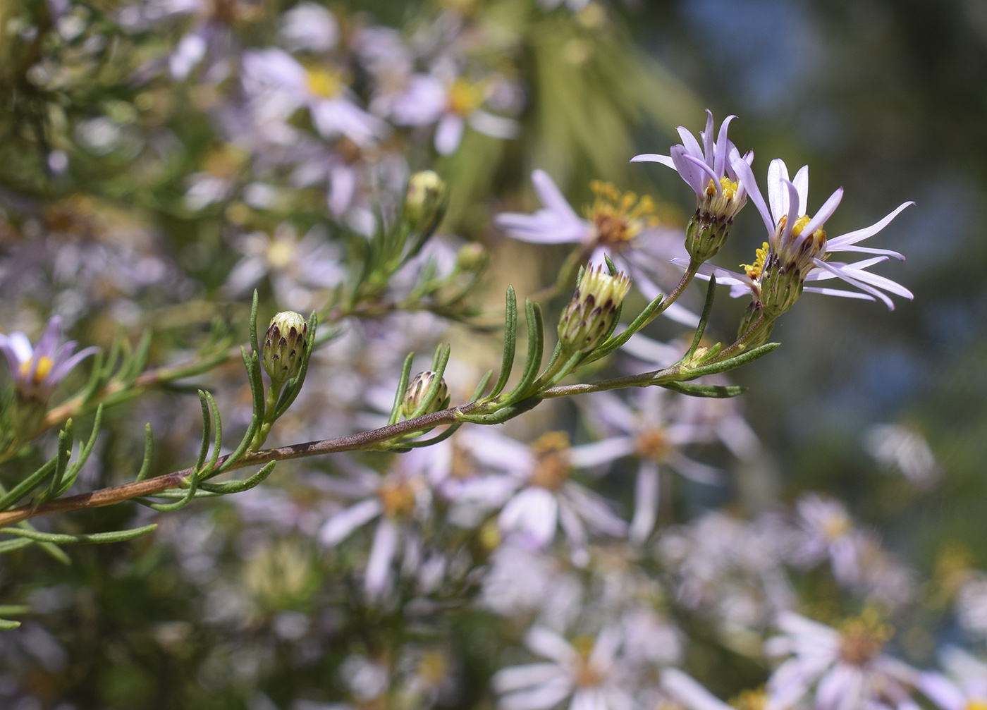 Image of Felicia fruticosa specimen.