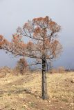 Juniperus excelsa. Взрослое дерево, сгоревшее в пожаре (июль 2024 г.). Краснодарский край, Черноморское побережье Кавказа, м/о г. Новороссийск, западнее хут. Дюрсо, южный склон горы Орёл, можжевеловое редколесье. 3 января 2025 г.