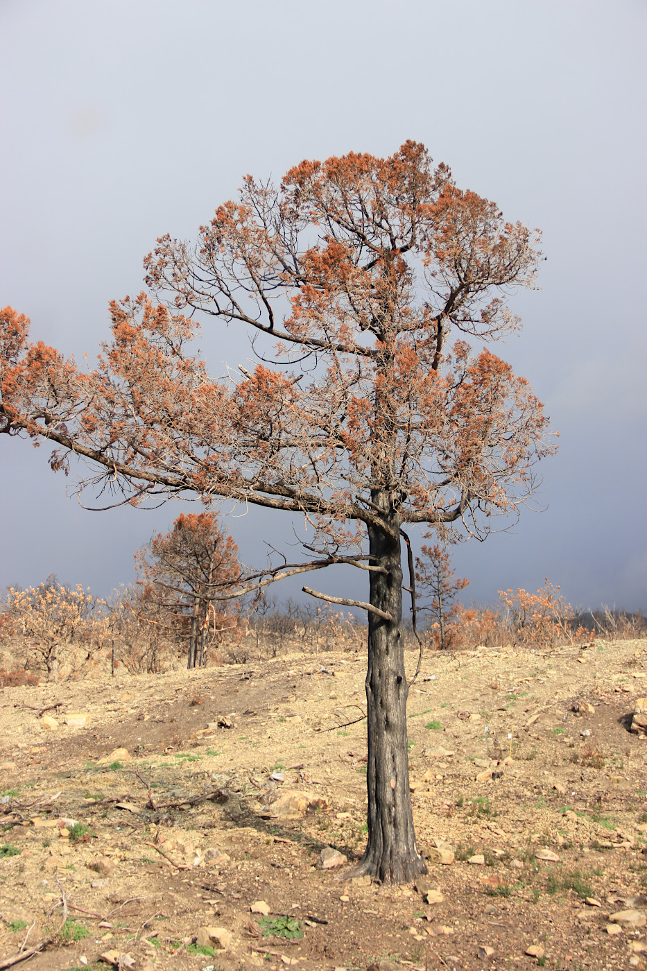 Изображение особи Juniperus excelsa.