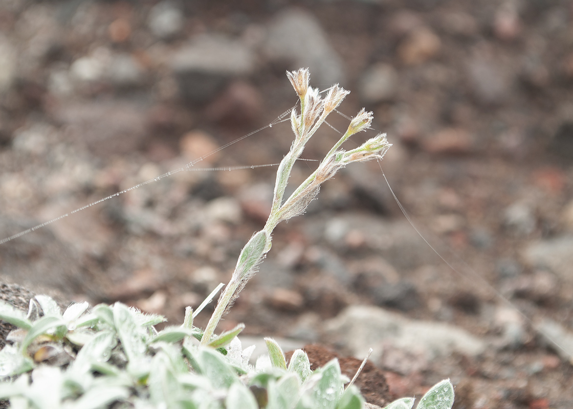 Image of Eritrichium kamtschaticum specimen.