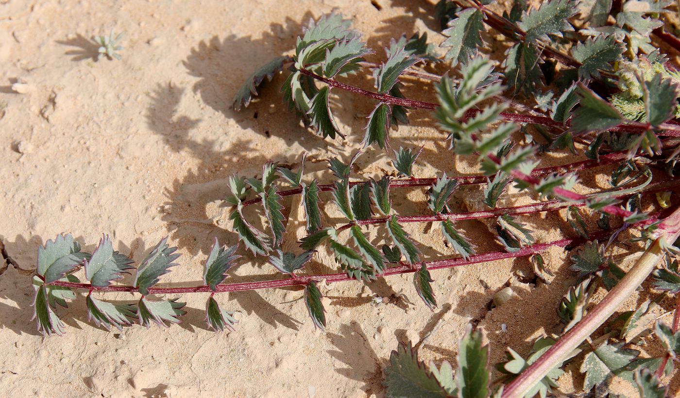 Image of Poterium sanguisorba specimen.