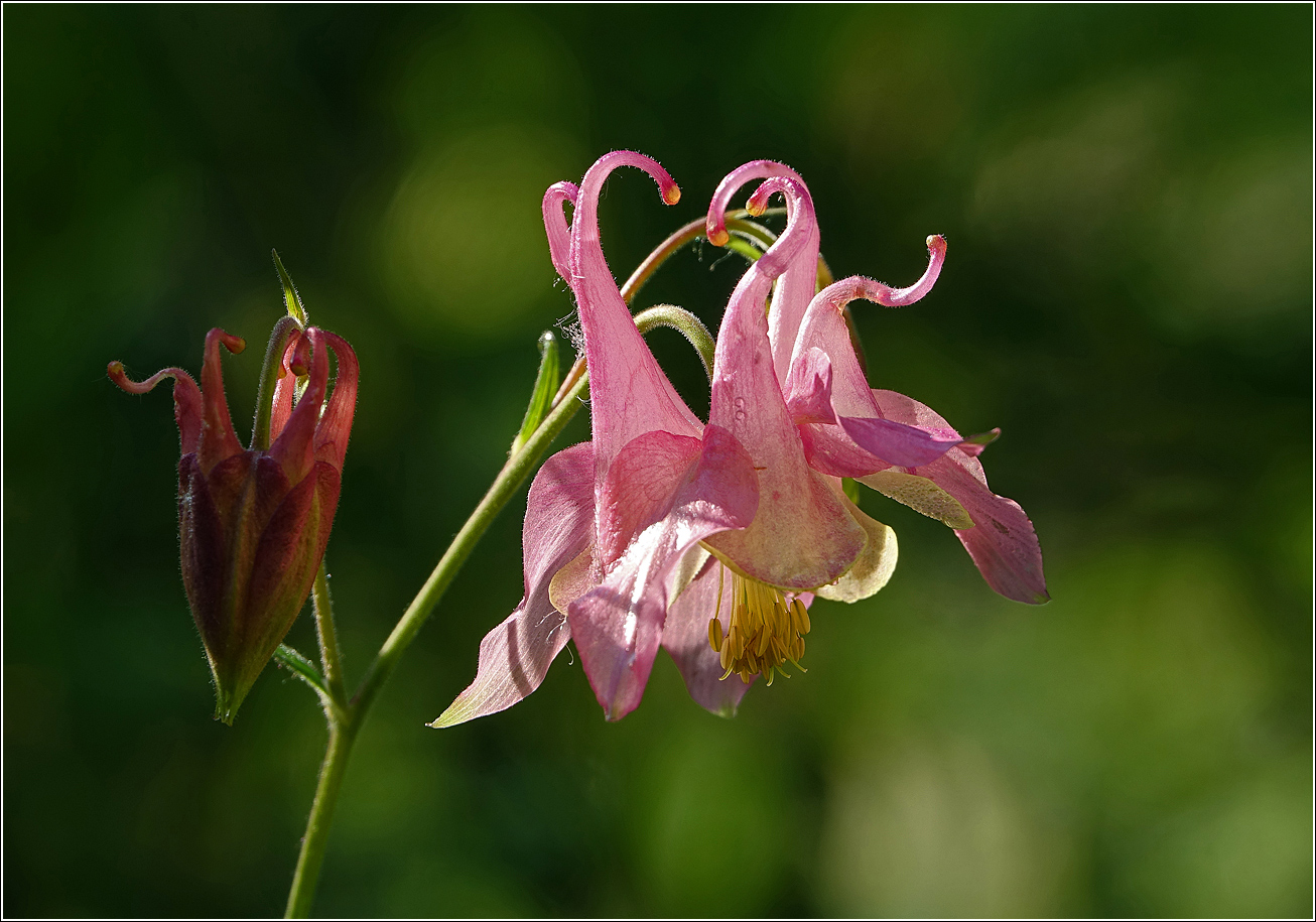 Изображение особи Aquilegia vulgaris.