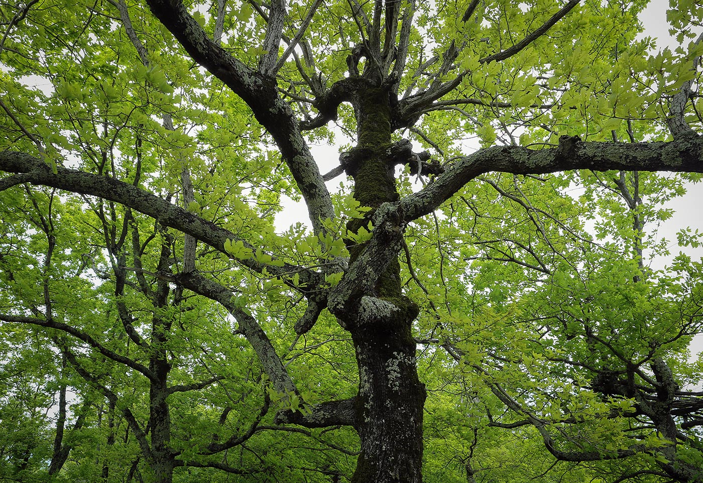 Изображение особи Quercus iberica.