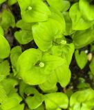 Maianthemum bifolium