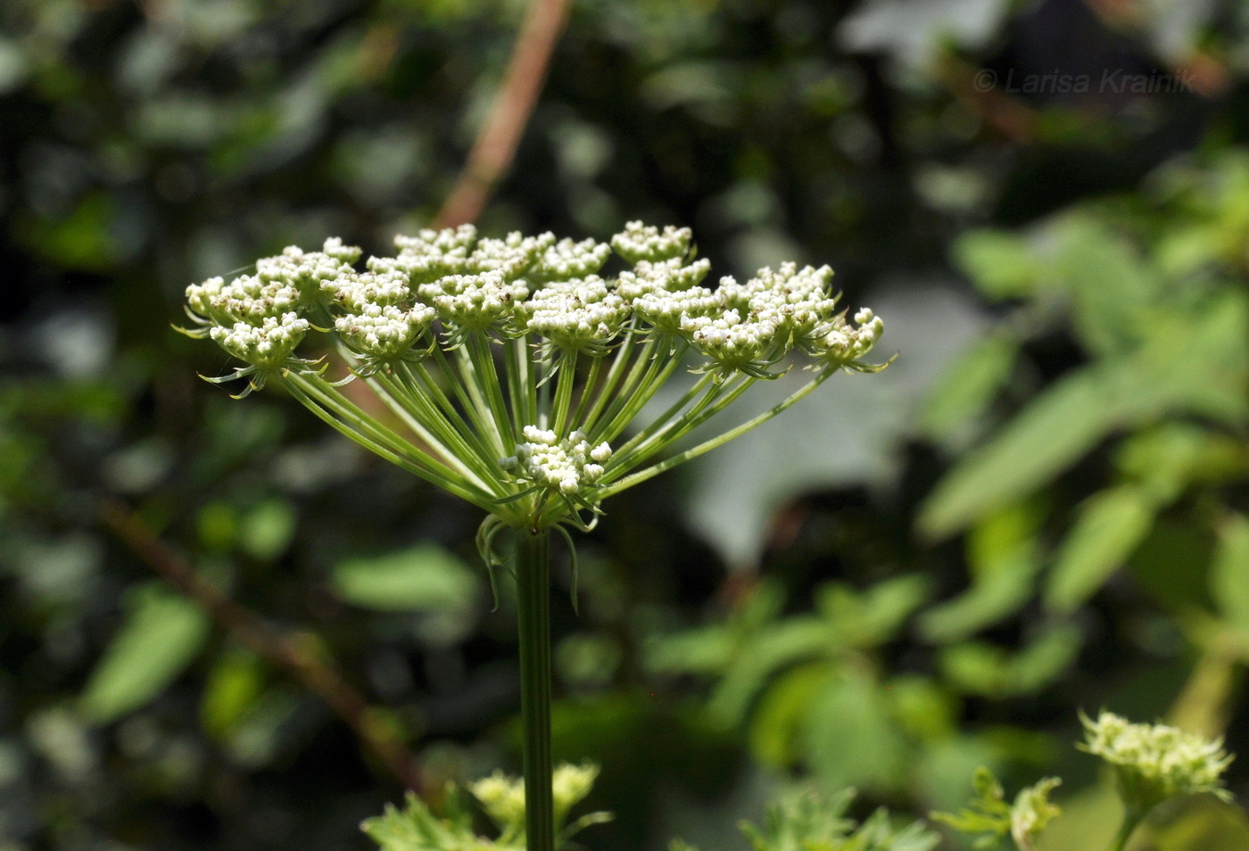 Image of Cnidium dauricum specimen.