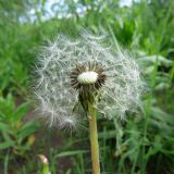 Смотреть изображение Taraxacum officinale