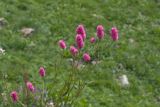 Смотреть изображение Bistorta carnea