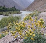 Смотреть изображение Corydalis fimbrillifera