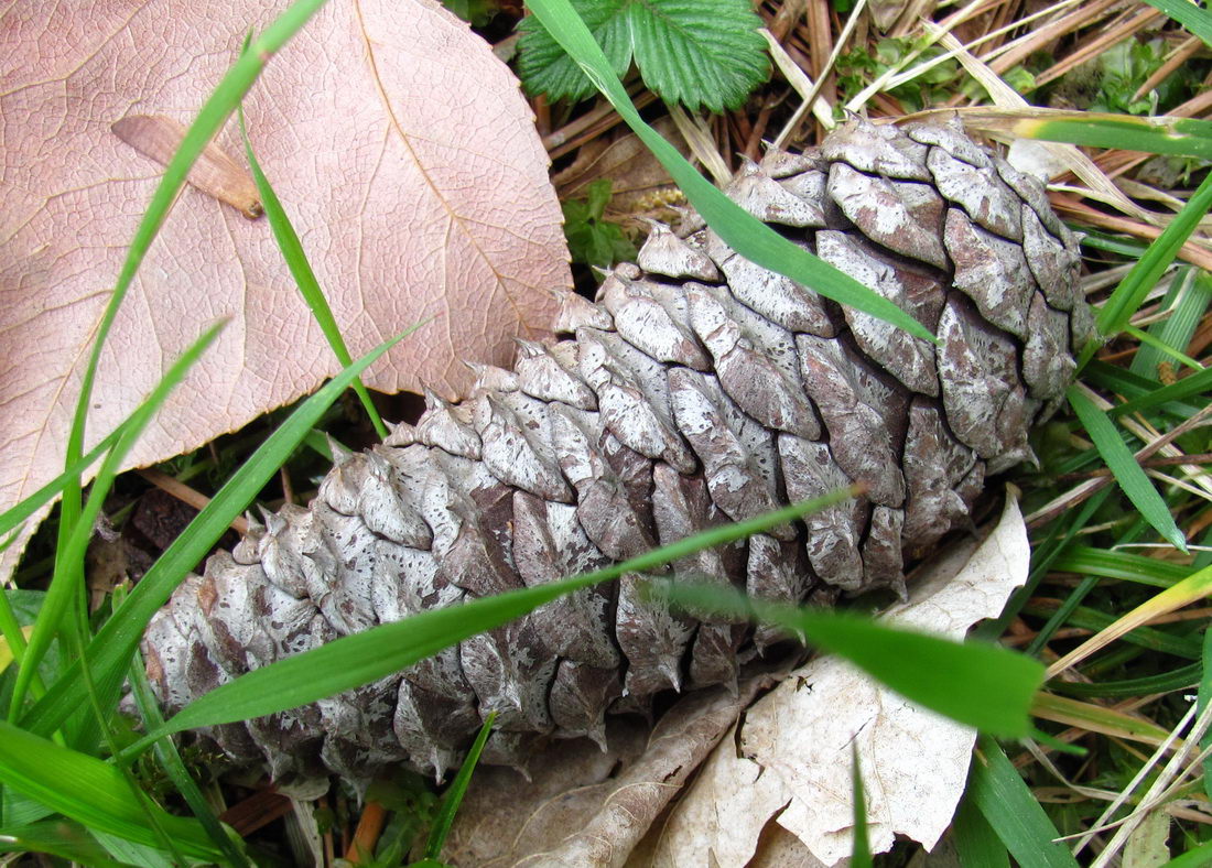 Image of genus Pinus specimen.