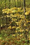 View full-size image Corylus avellana