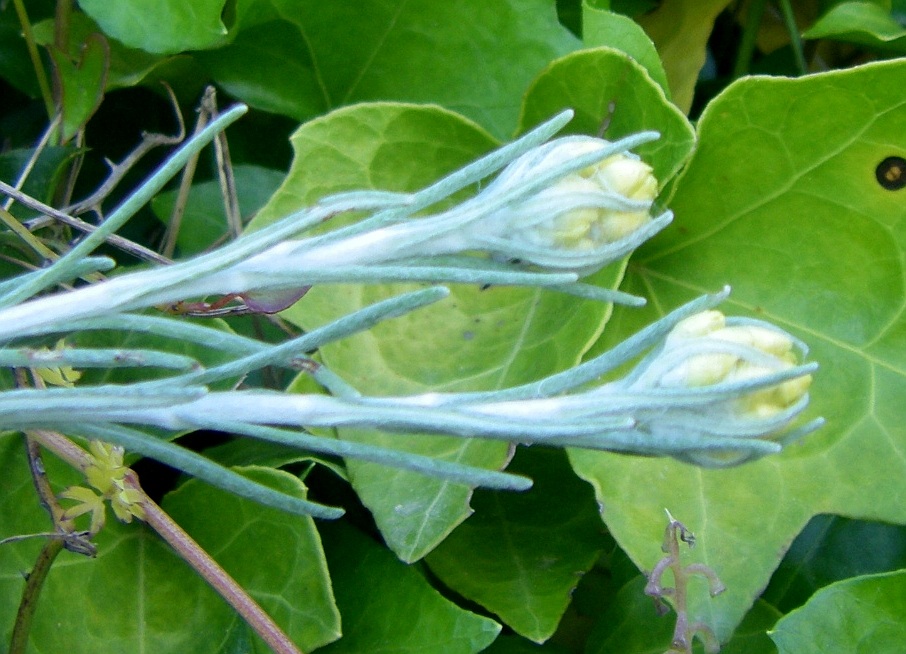 Image of Helichrysum stoechas specimen.